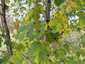 Juharlevél foltgomba (Rhytisma acerinum), Parassapuszta